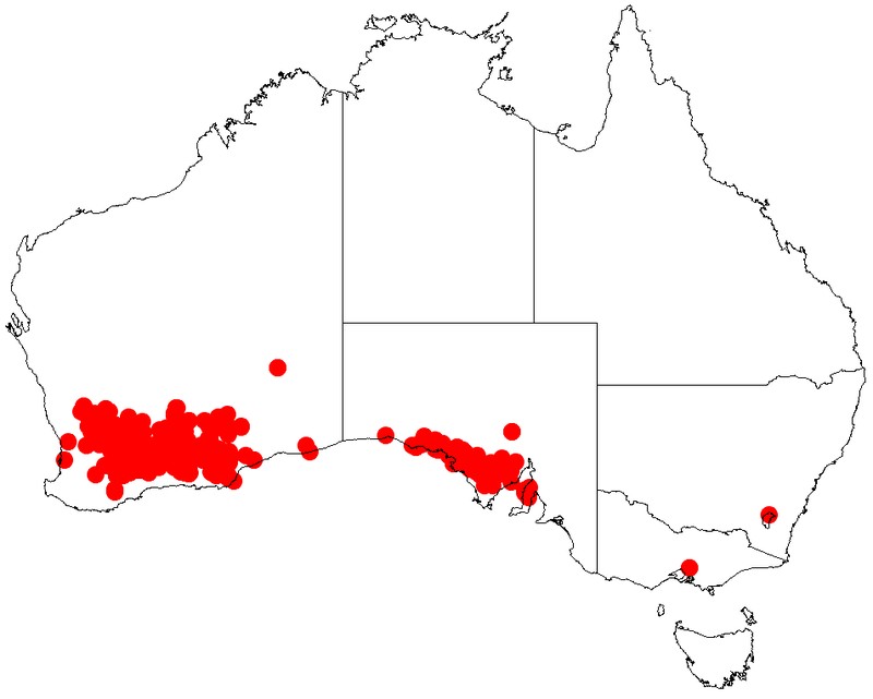 Acacia merrallii