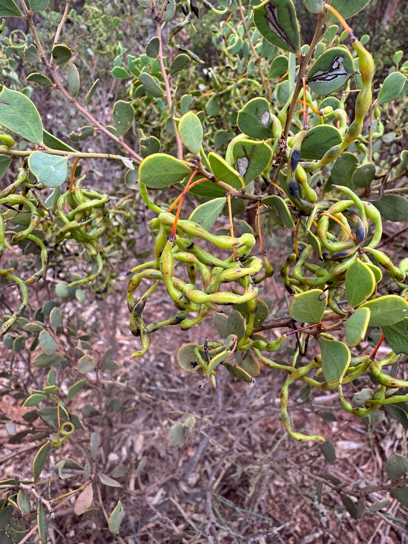 Acacia merrallii photo 2