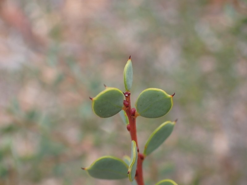 Acacia merrallii photo 3