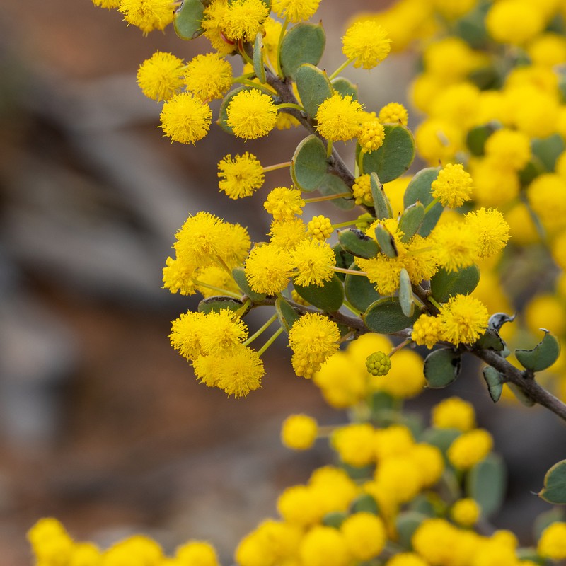 Acacia merrallii photo 4