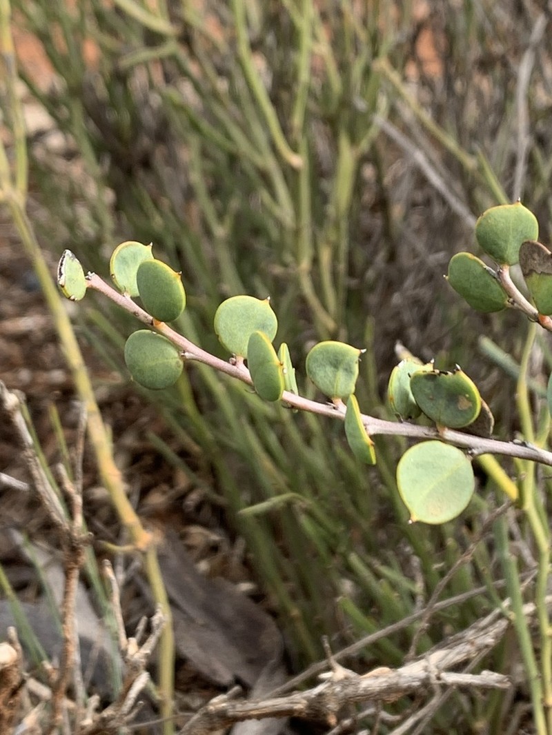 Acacia merrallii photo 5