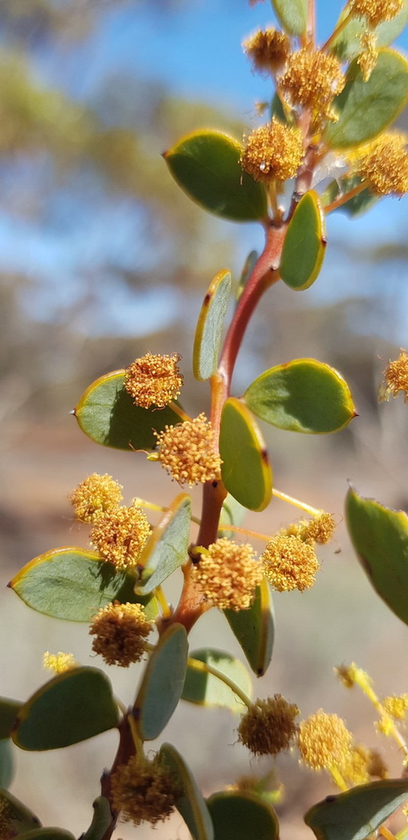 Acacia merrallii photo 6