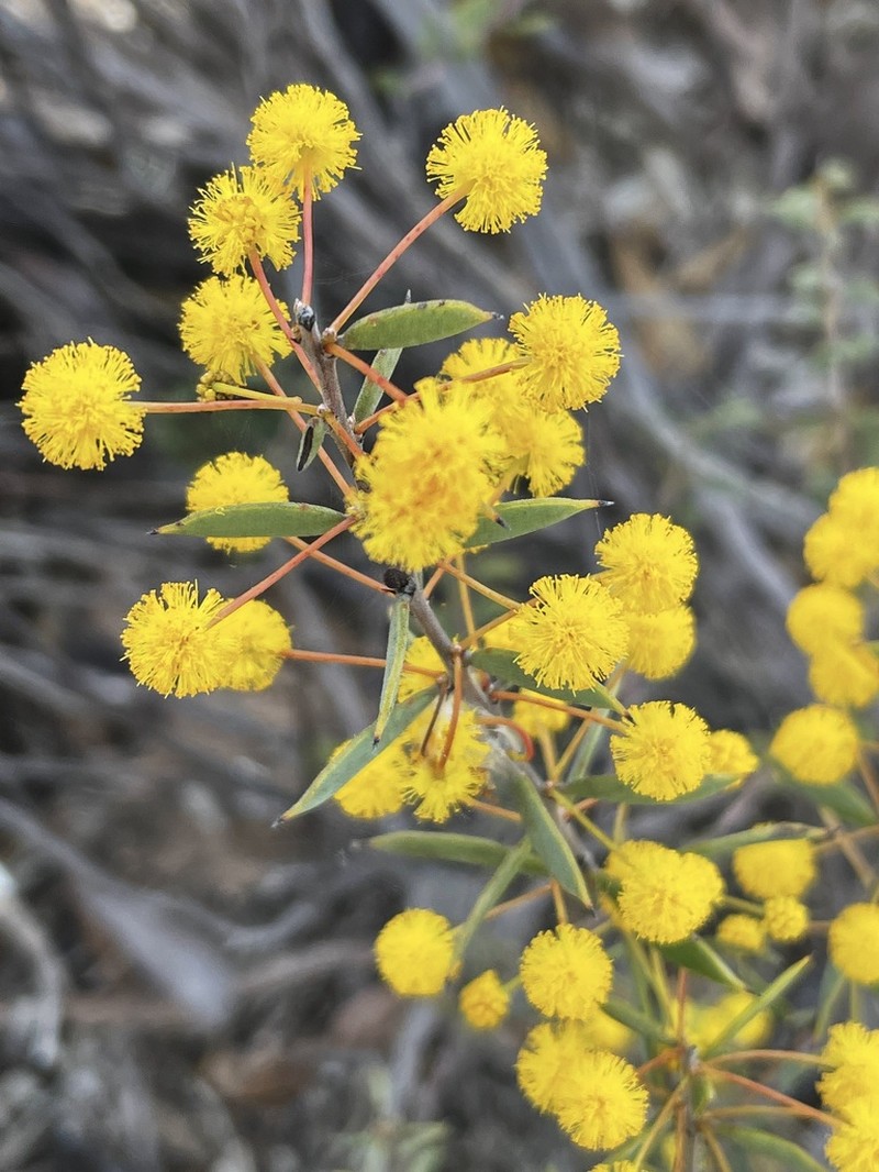 Acacia merrallii photo 7