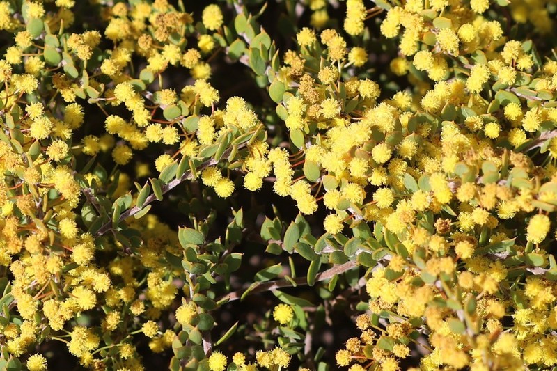 Acacia merrallii photo 8