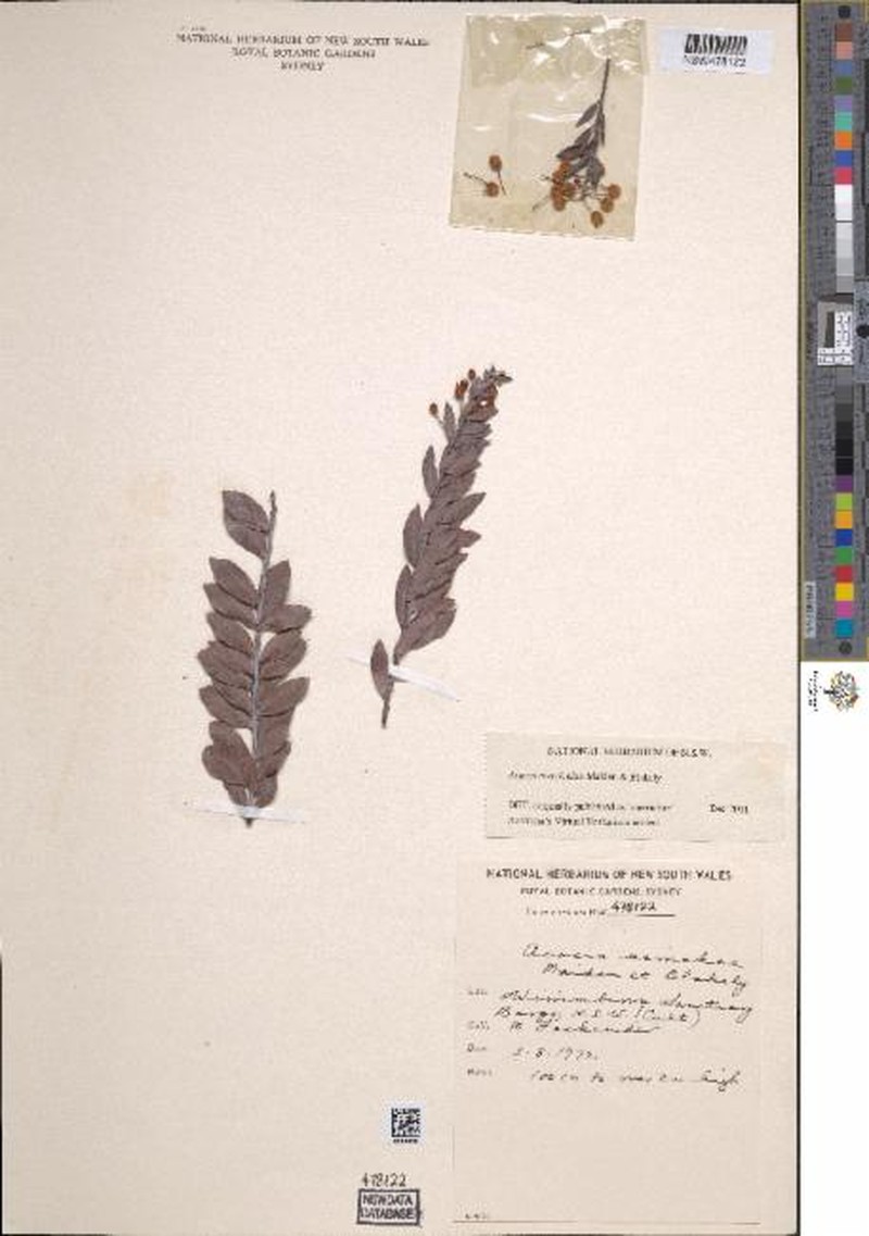 Acacia merrickiae photo 6