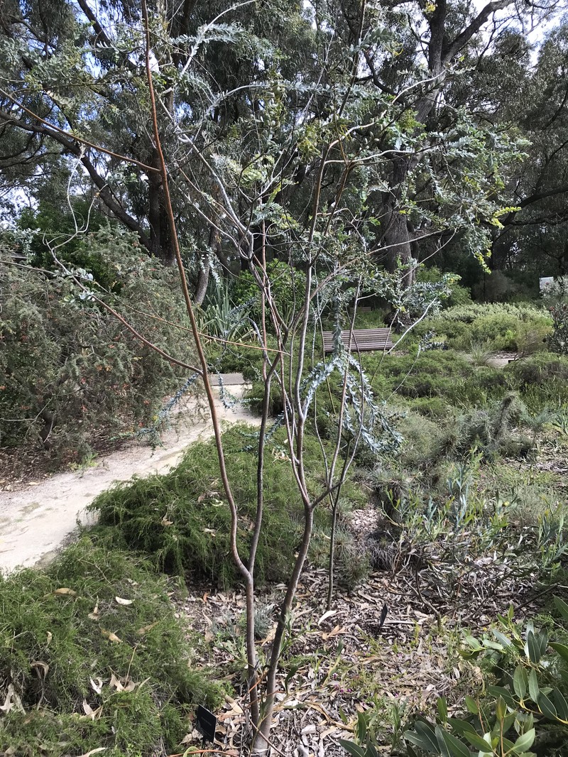 Acacia merrickiae