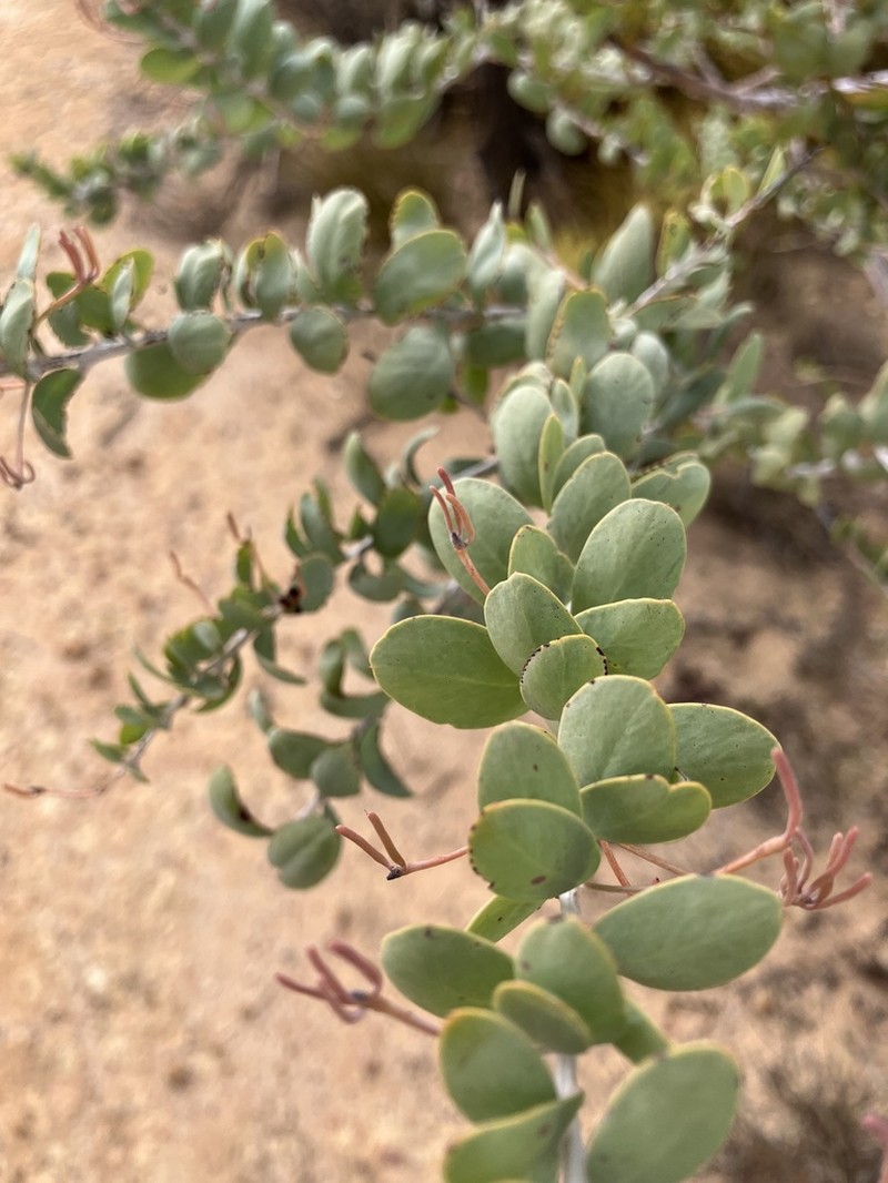 Acacia merrickiae photo 2