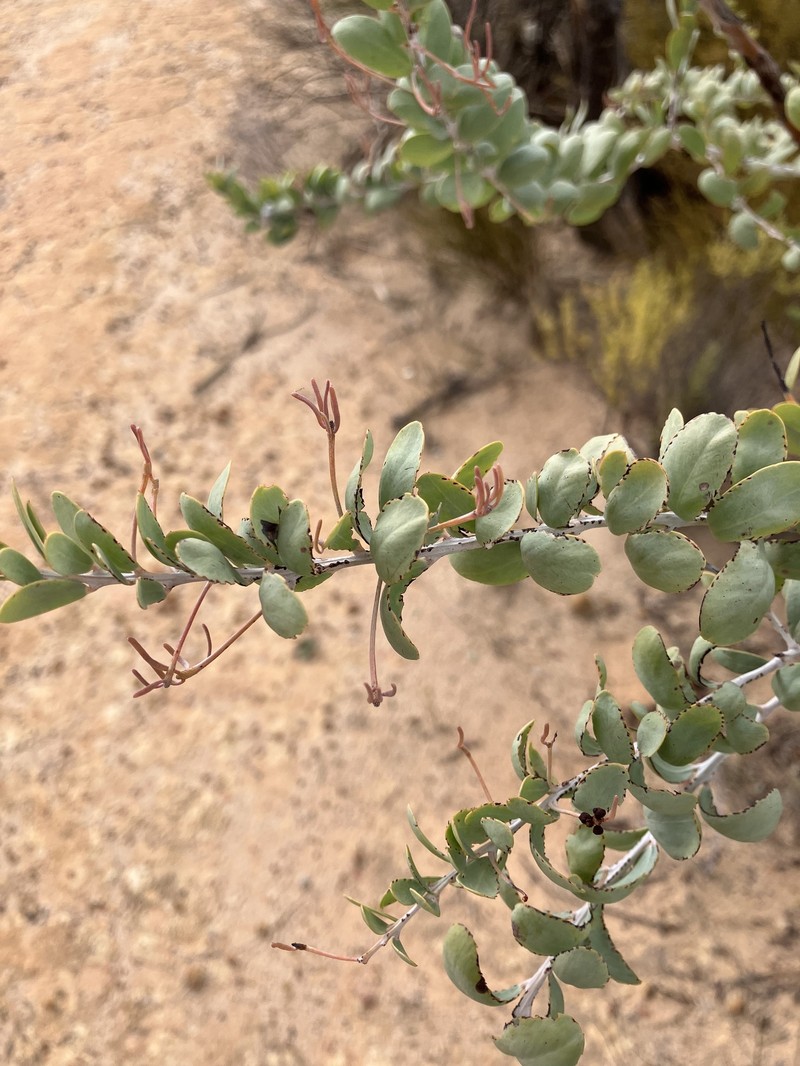 Acacia merrickiae photo 3
