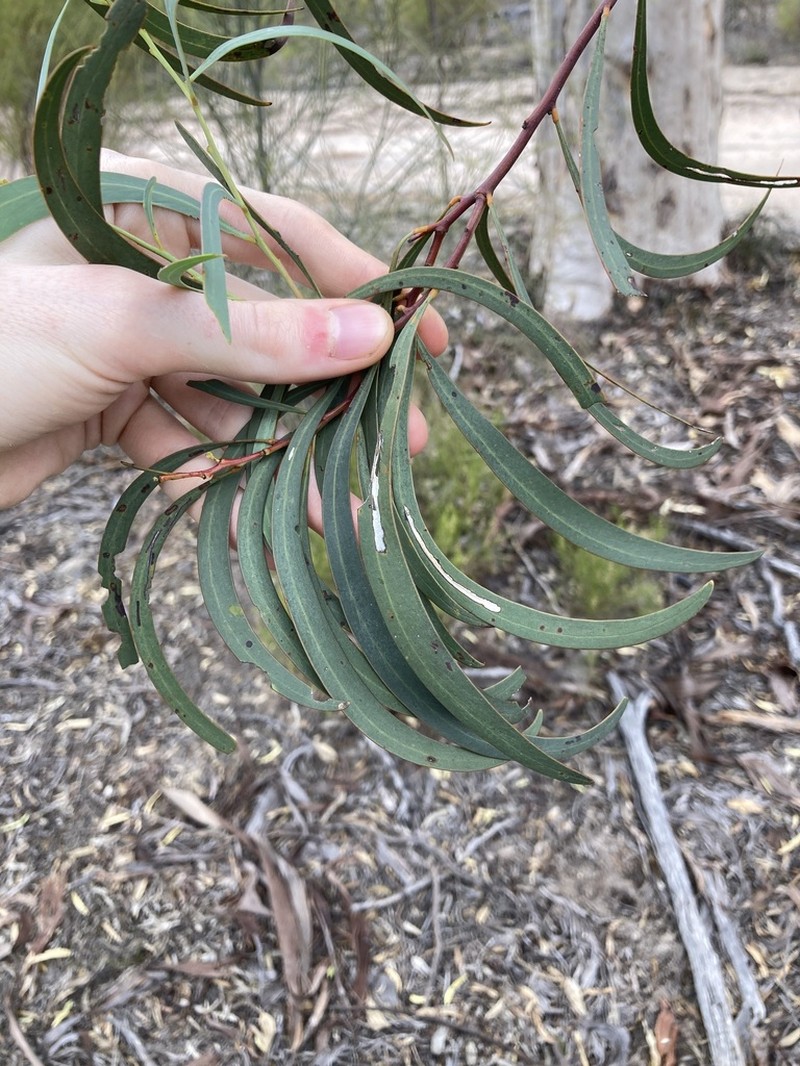 Acacia microbotrya photo 2