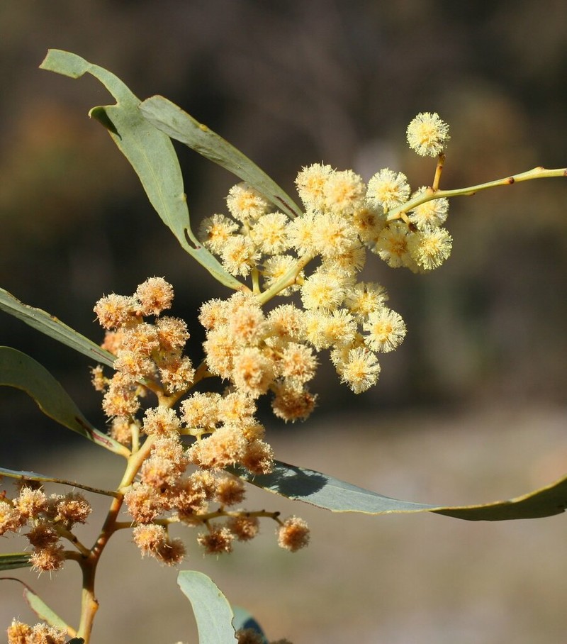 Acacia microbotrya photo 3