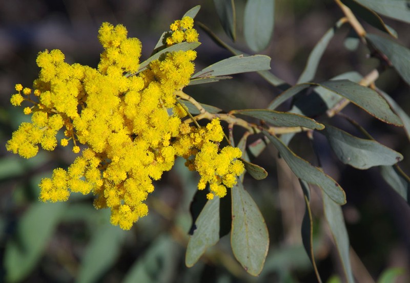 Acacia microbotrya photo 4