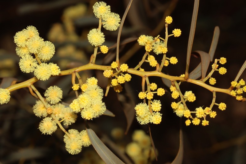 Acacia microbotrya photo 5