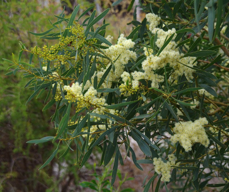 Acacia microbotrya photo 6