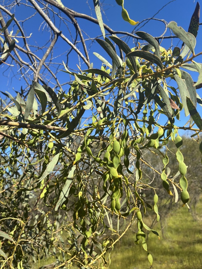 Acacia microbotrya photo 7