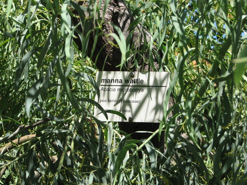 Acacia microbotrya