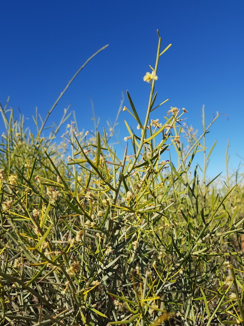 Acacia microcalyx photo 3