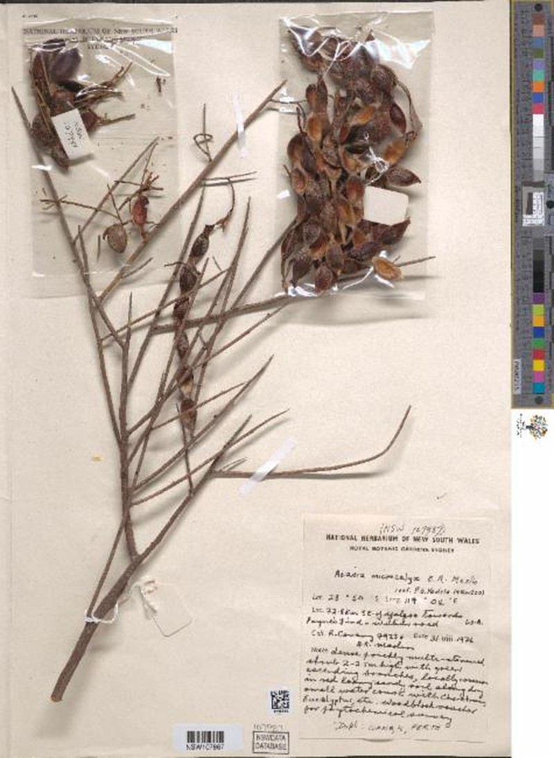 Acacia microcalyx photo 5