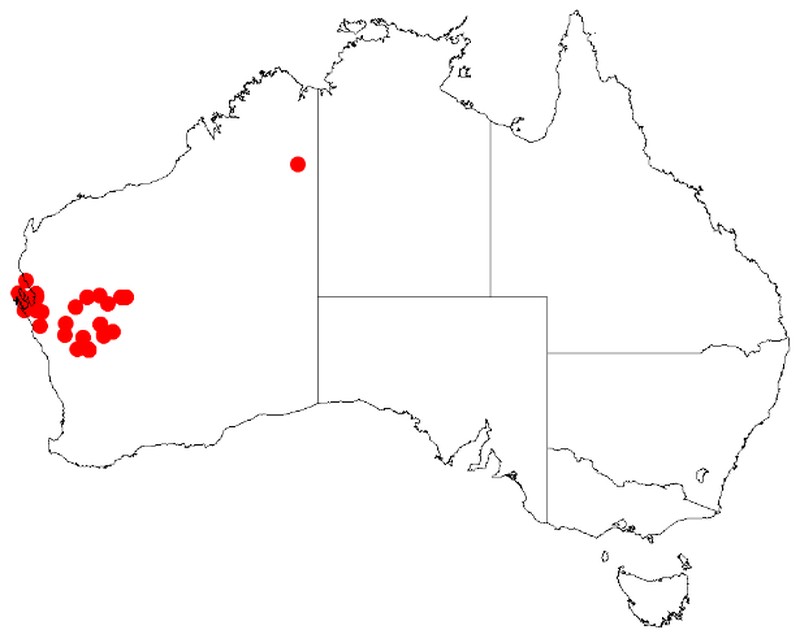 Acacia microcalyx