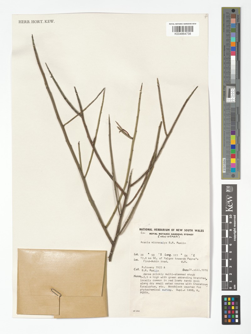 Acacia microcalyx photo 2