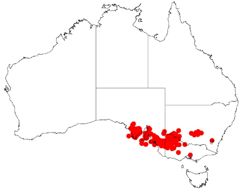 Manna Wattle