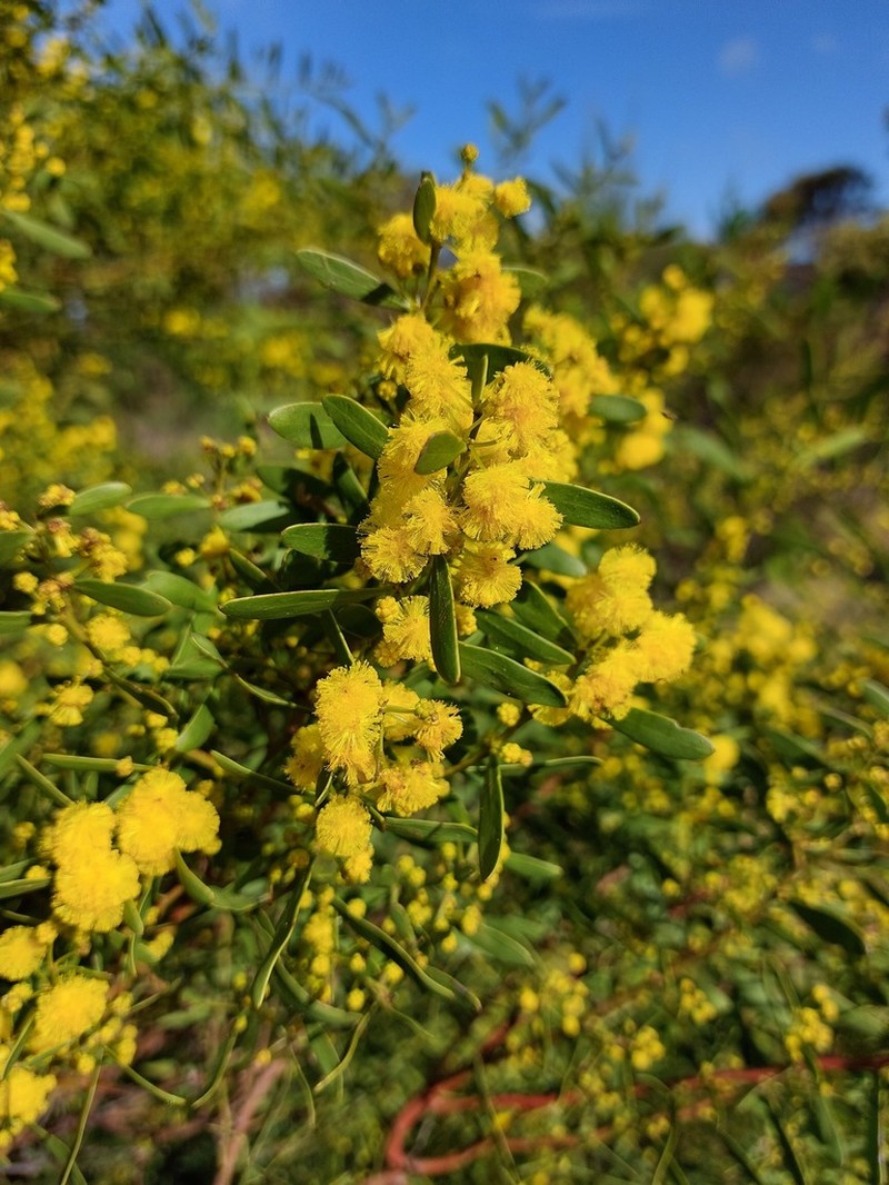 Manna Wattle photo 2