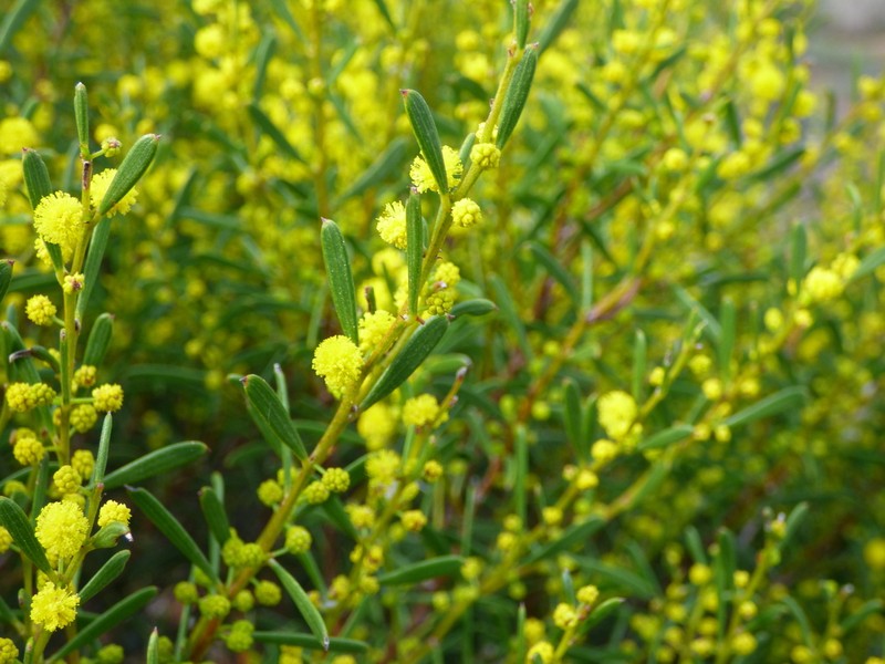 Manna Wattle photo 3