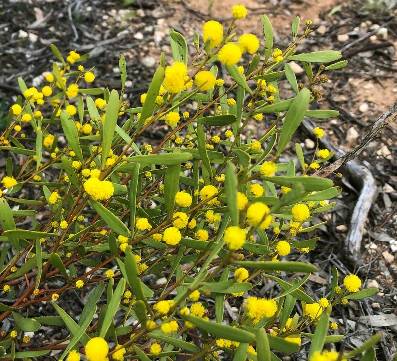 Manna Wattle photo 4
