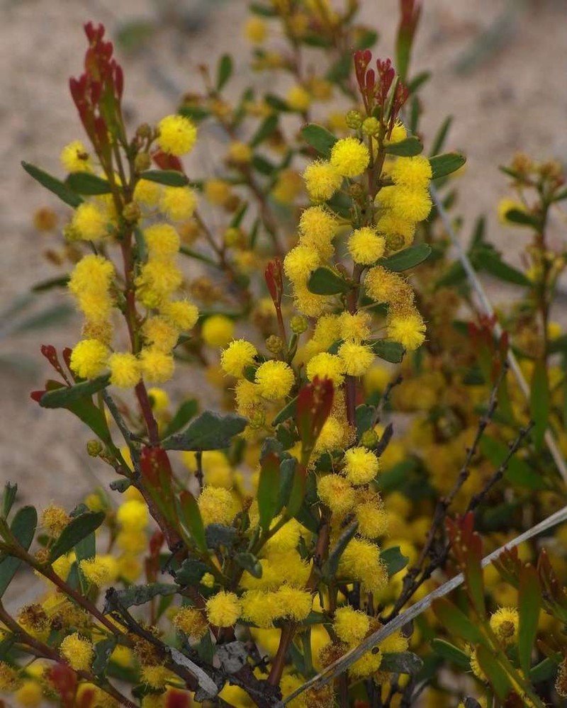Manna Wattle photo 5