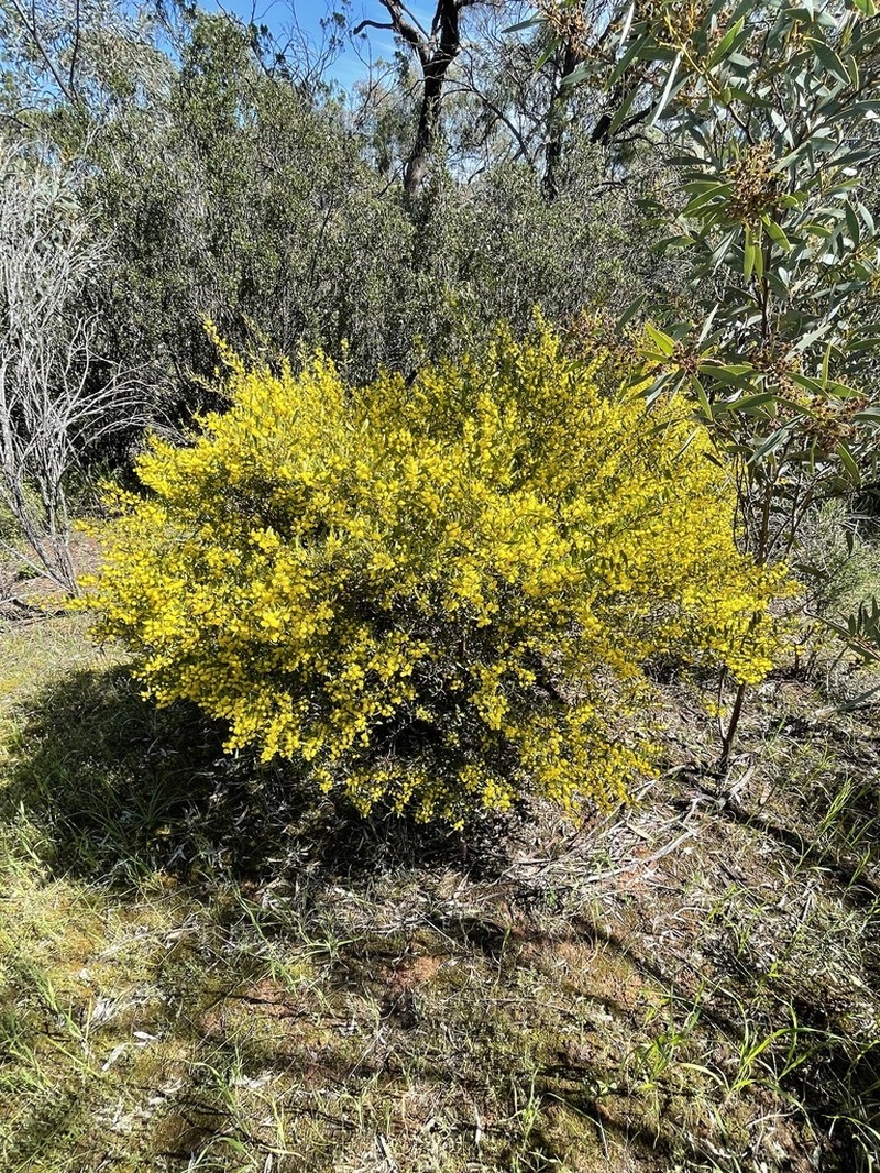 Manna Wattle photo 6