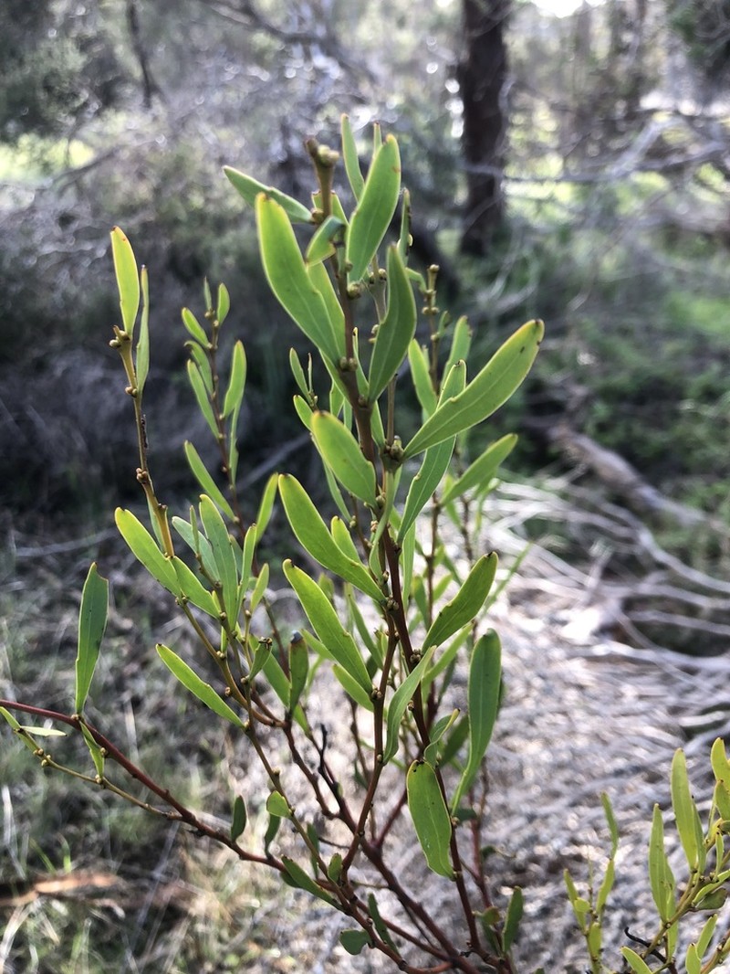 Manna Wattle photo 7