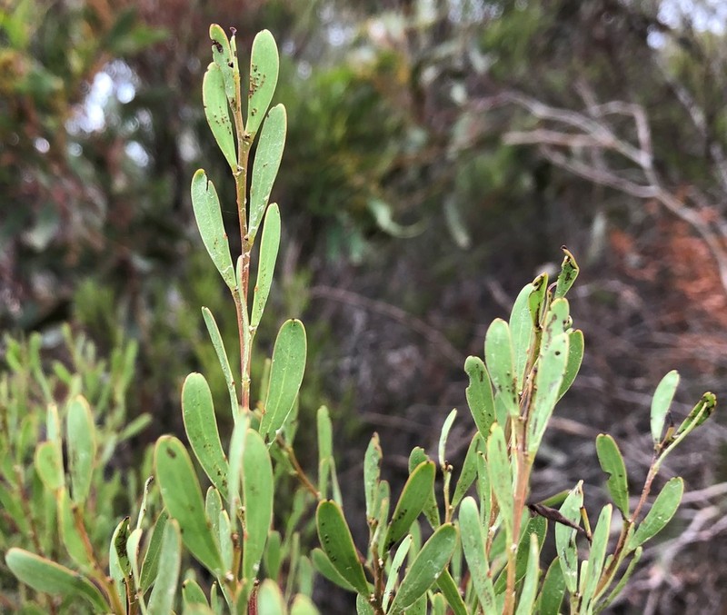 Manna Wattle photo 8