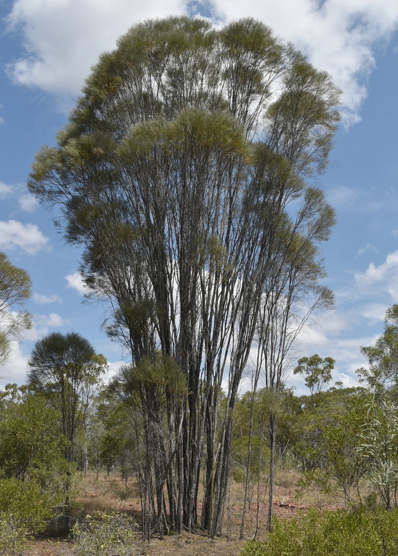Acacia microcybe photo 5