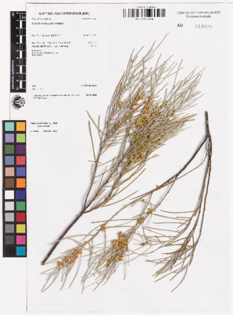 Acacia microcybe photo 6