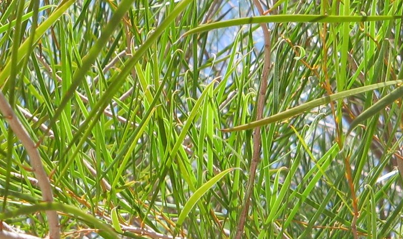 Acacia microneura photo 4