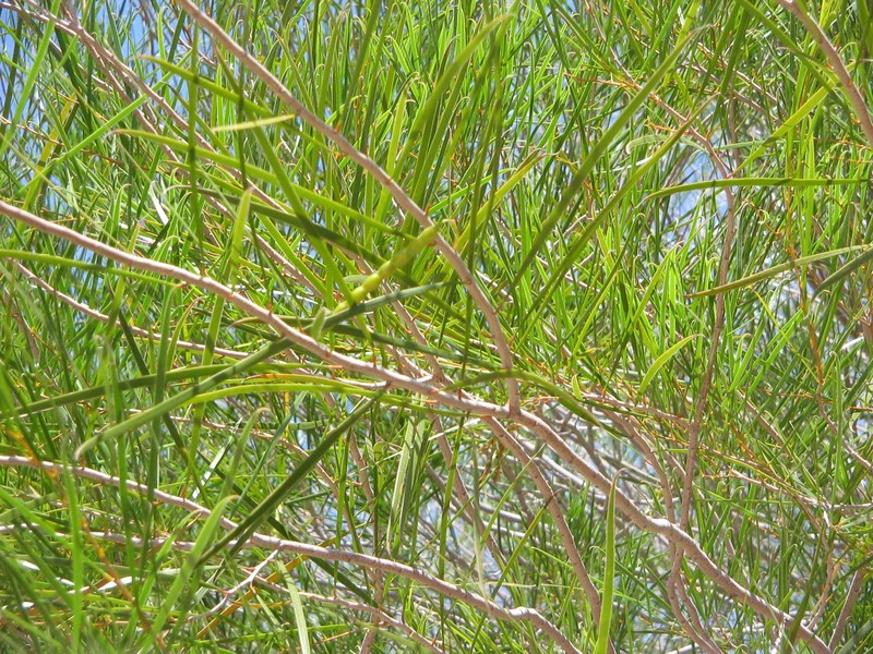 Acacia microneura photo 5