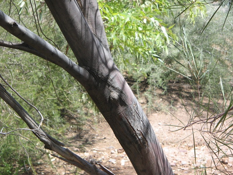 Acacia microneura