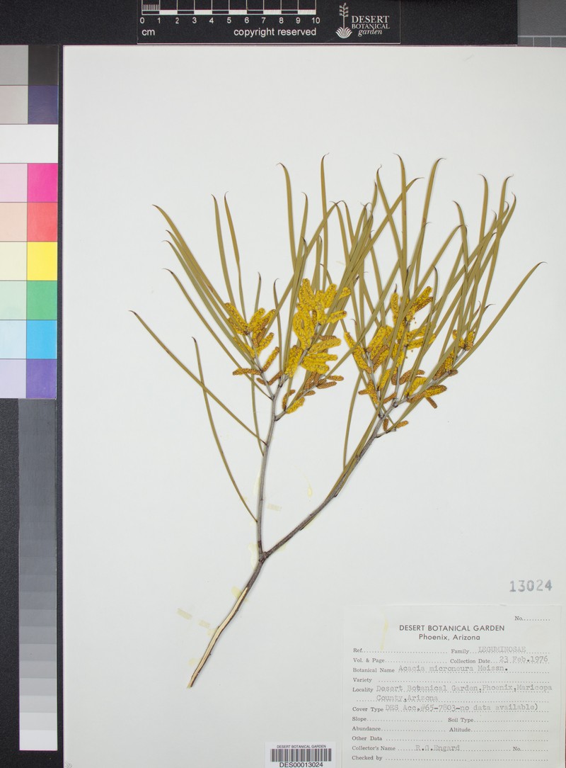 Acacia microneura photo 2