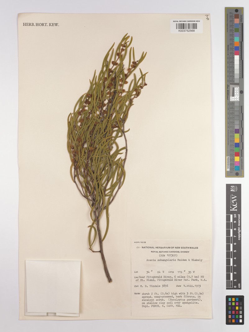 Acacia microneura photo 3