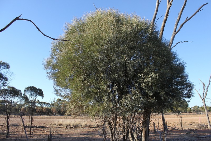 Acacia microsperma