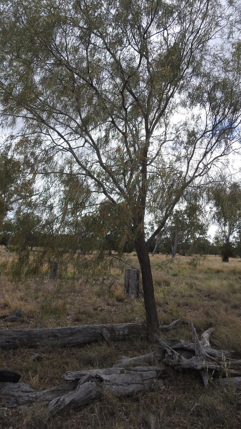 Acacia microsperma photo 2