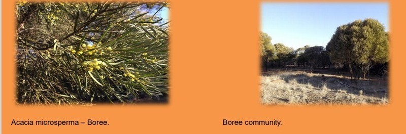 Acacia microsperma photo 3