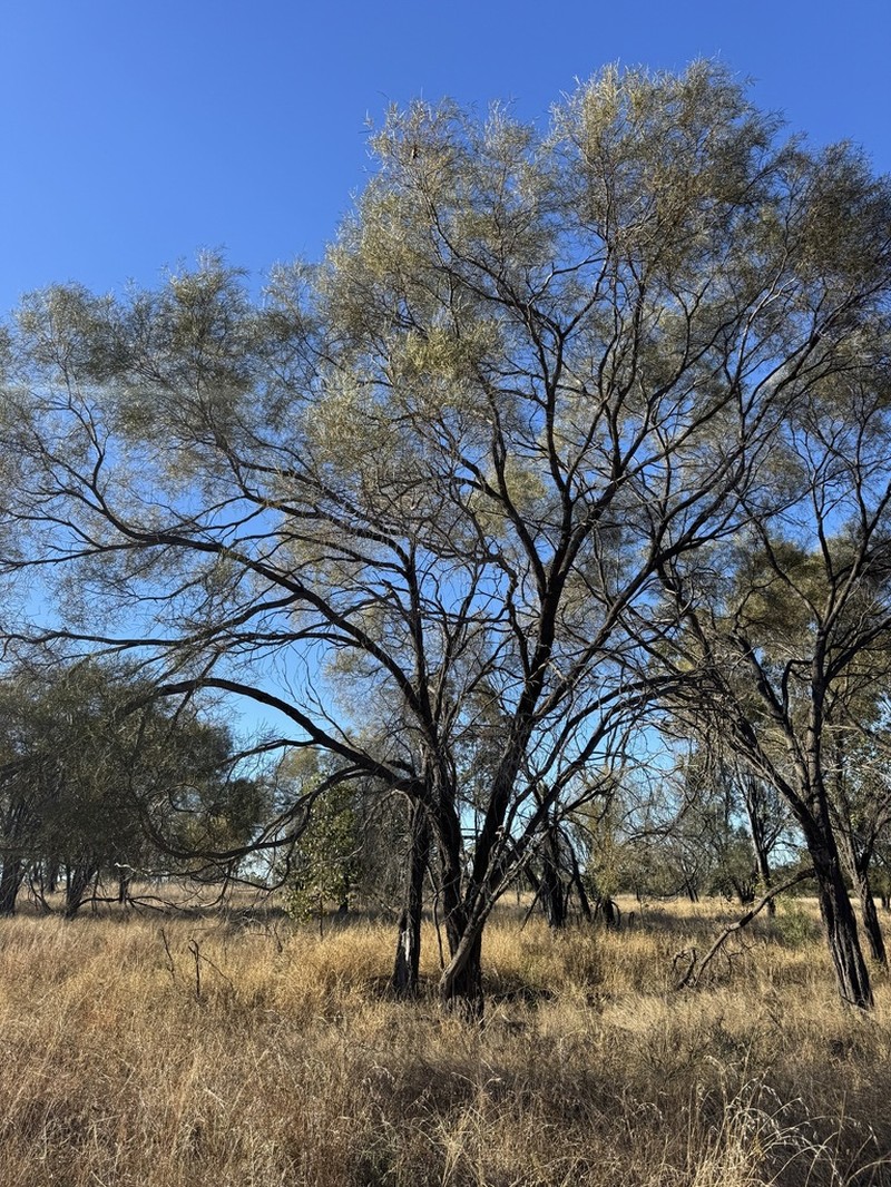 Acacia microsperma photo 4