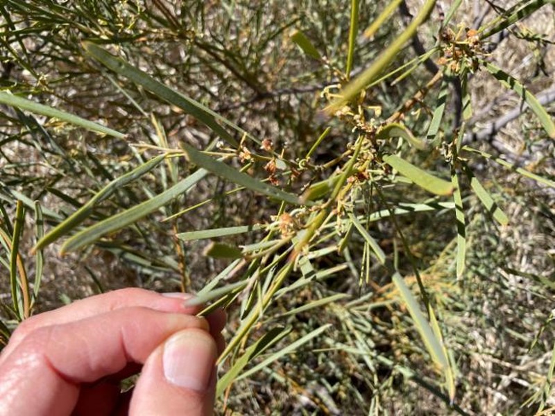 Acacia microsperma photo 5