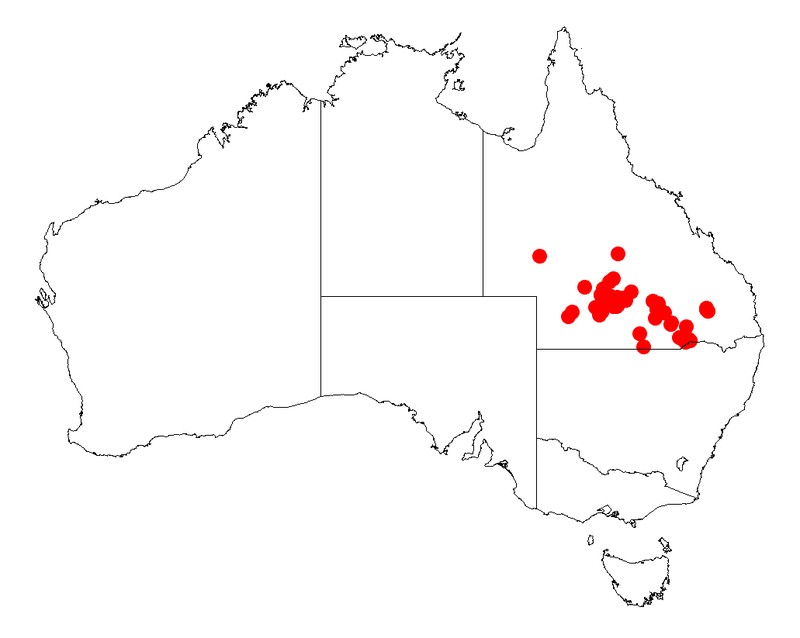 Acacia microsperma