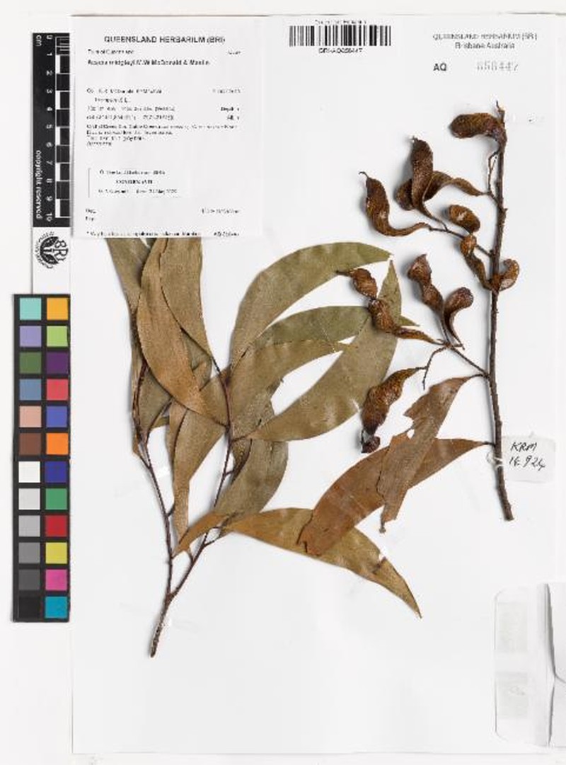 Acacia midgleyi