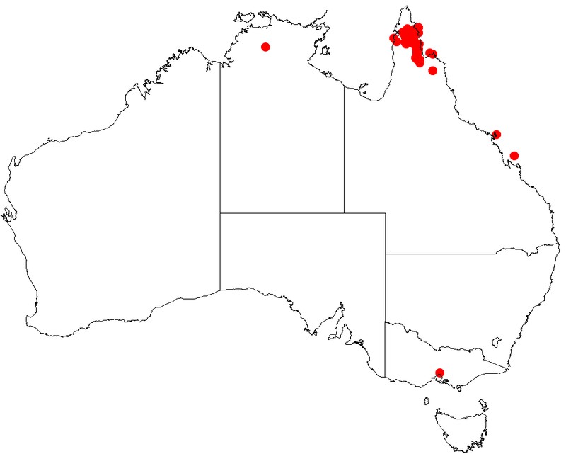 Acacia midgleyi