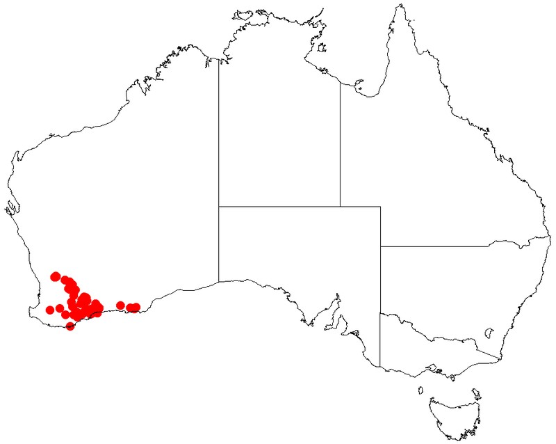 Acacia mimica