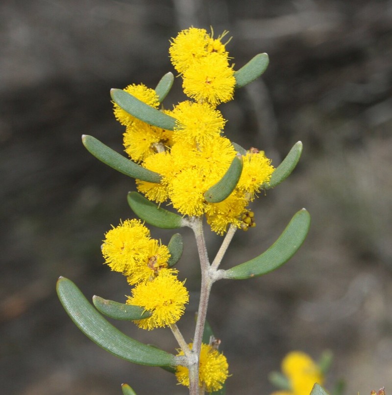 Acacia mimica photo 2