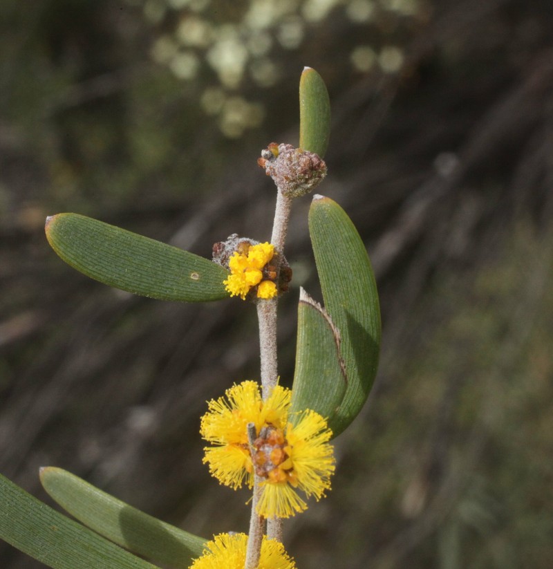 Acacia mimica photo 3