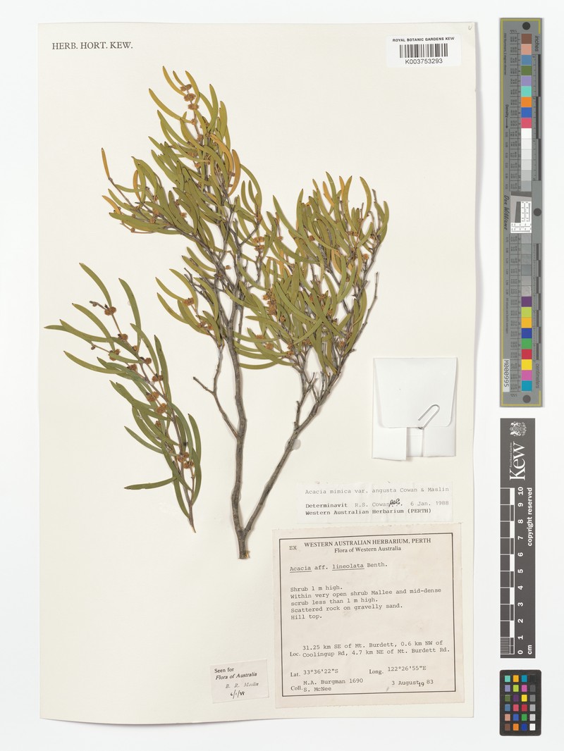 Acacia mimica photo 4